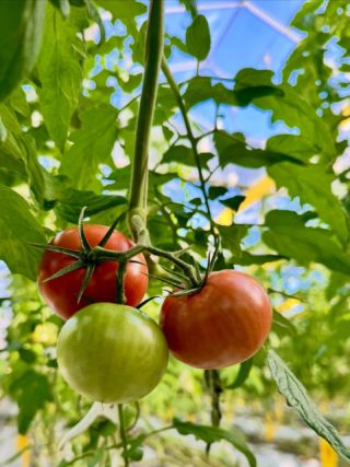 サンフレッシュ松島 −「松島とまと」(松島トマト)などの桃太郎エイト