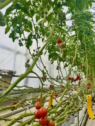 サンフレッシュ松島 −「松島とまと」(松島トマト)などの桃太郎エイト